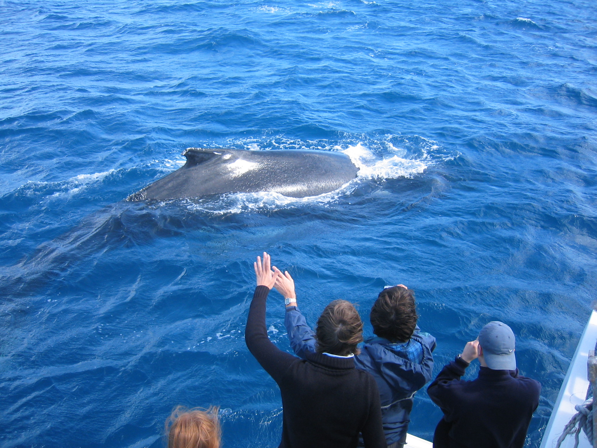 Humpback whales Pacific Ocean - Hello from the Five Star Vagabond