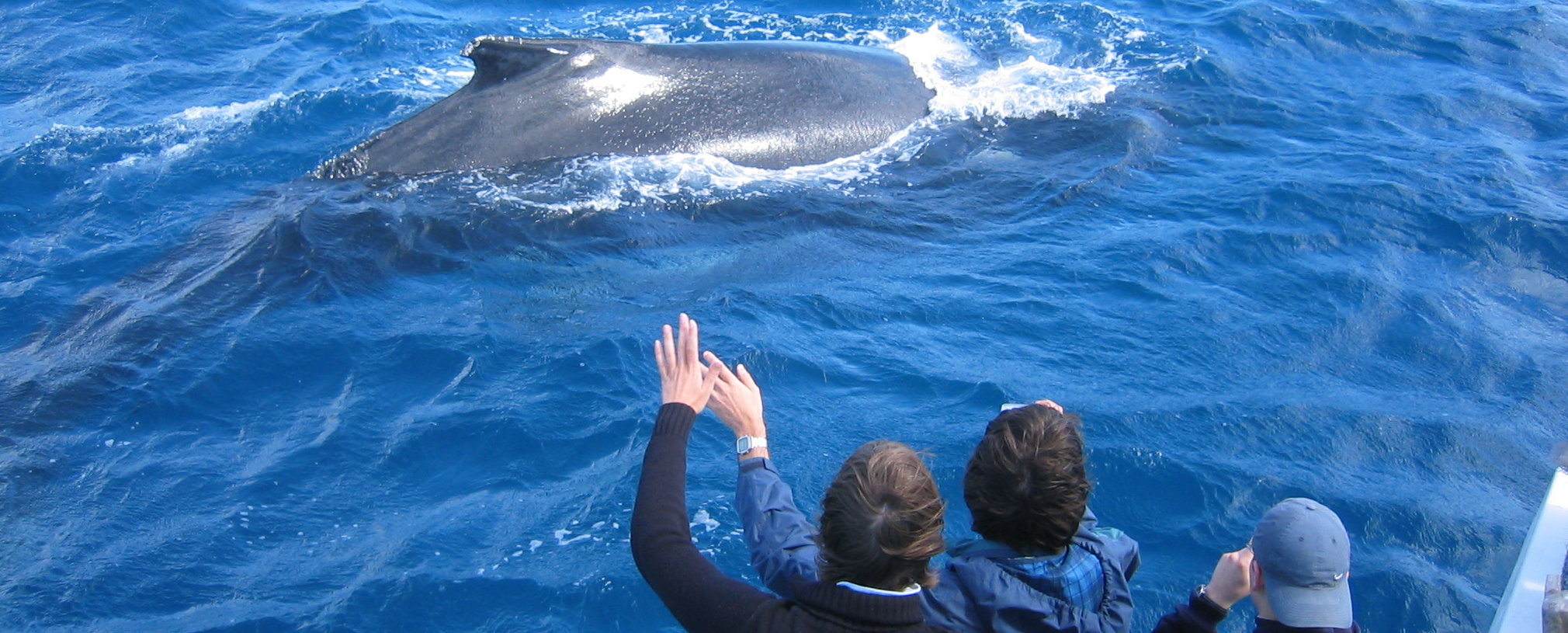 Hervey-bay-whale-watching-humpback