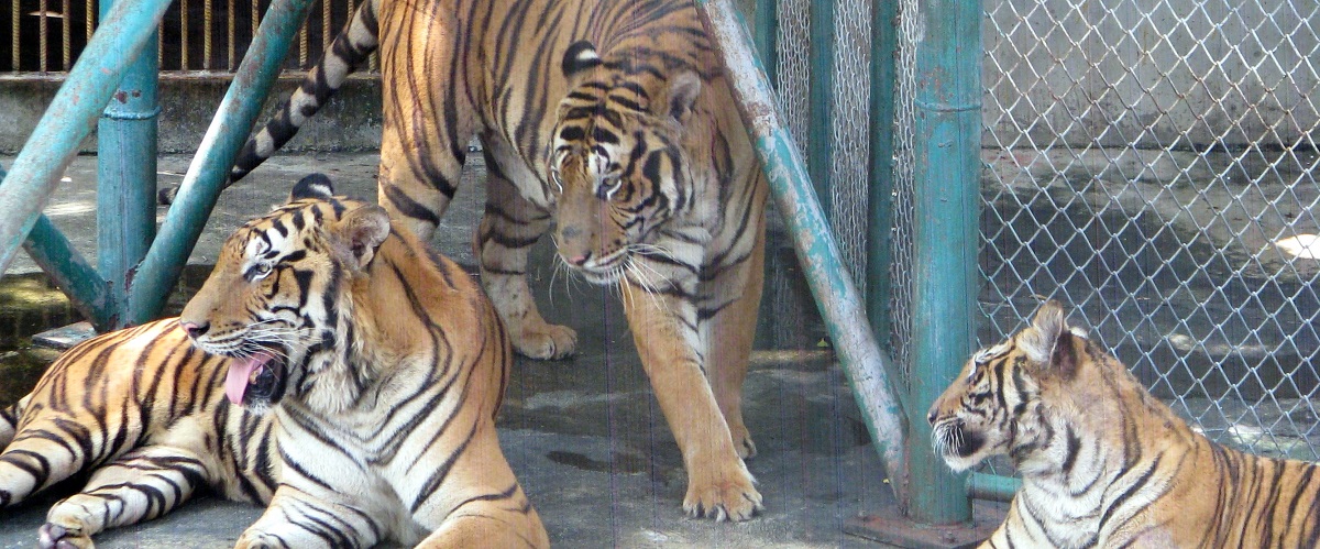 Tiger-zoo-Pattaya-Thailand