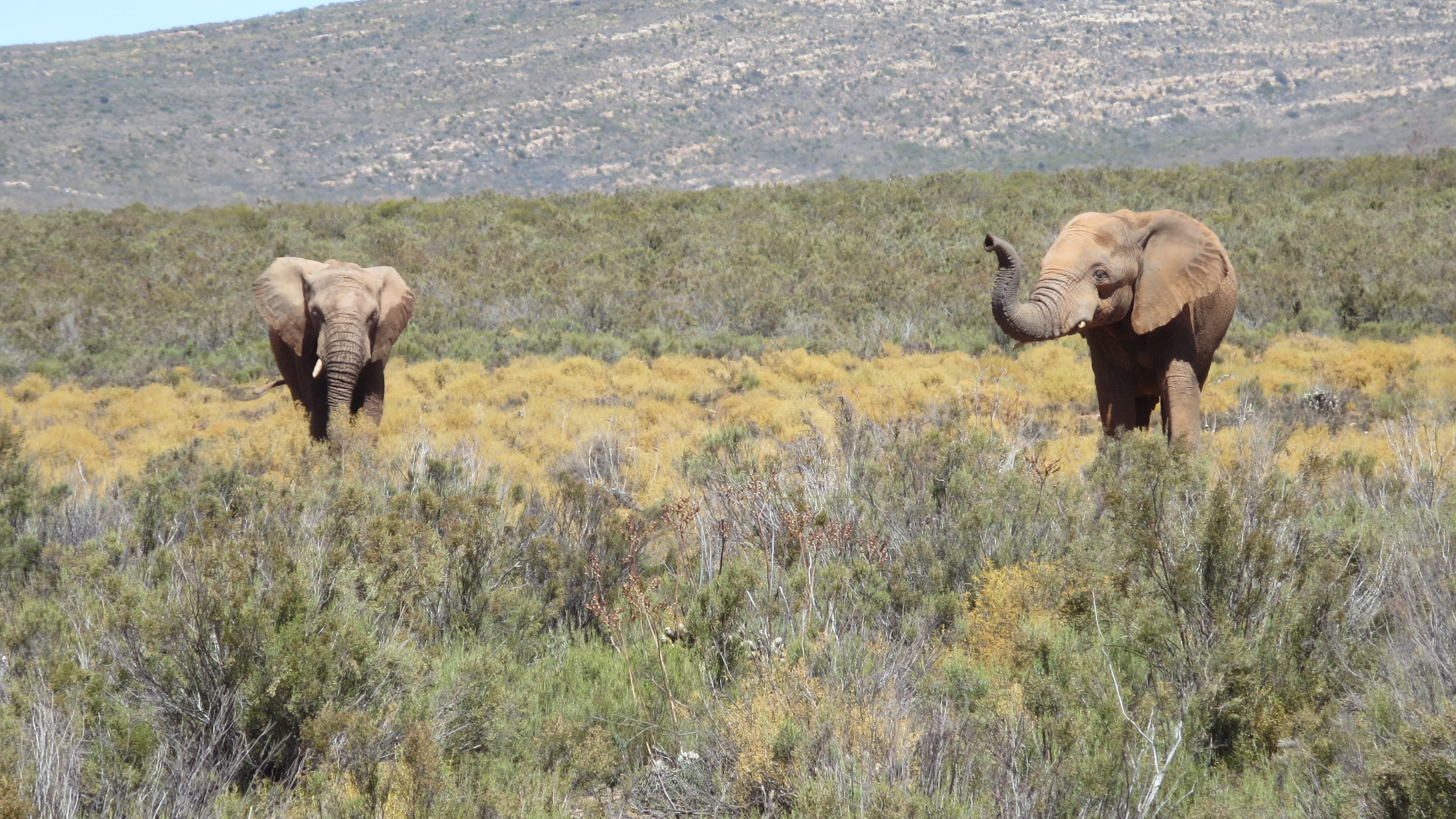 Safari-Aquilla-Game-Park-Cape-Town