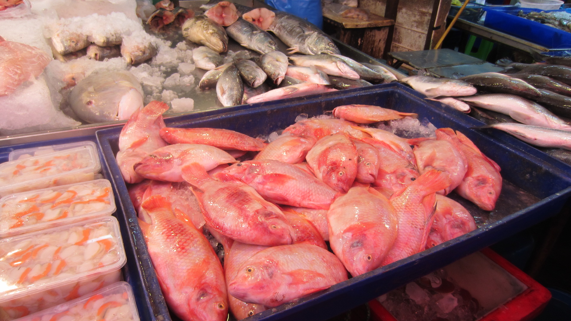 Pattaya-Fish-market-Naklua-shark